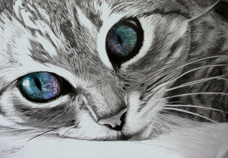 Dibujos de Gatos a L piz  S lo para Amantes de los Gatitos 