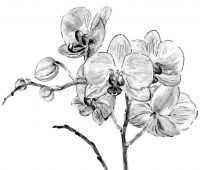 Dibujos de Orquídeas a Lápiz | Flores a lápiz | Naturaleza a Lápiz