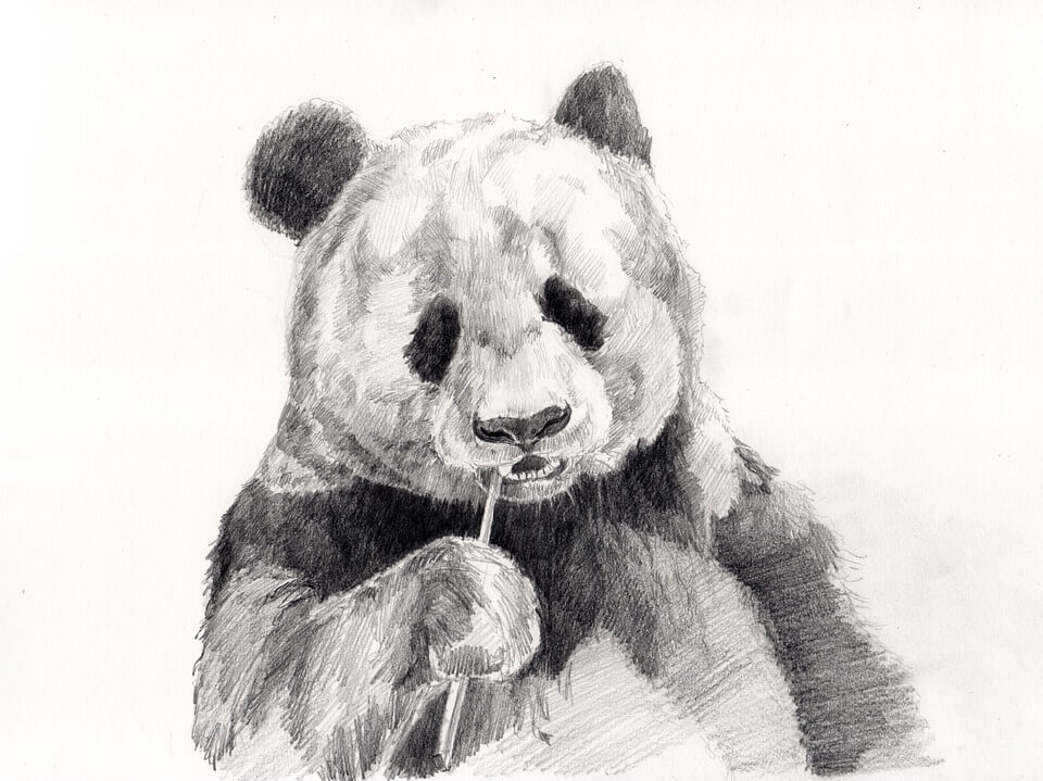 Dibujos de Osos | Hechos a Lápiz | Son los MEJORES que encontrarás