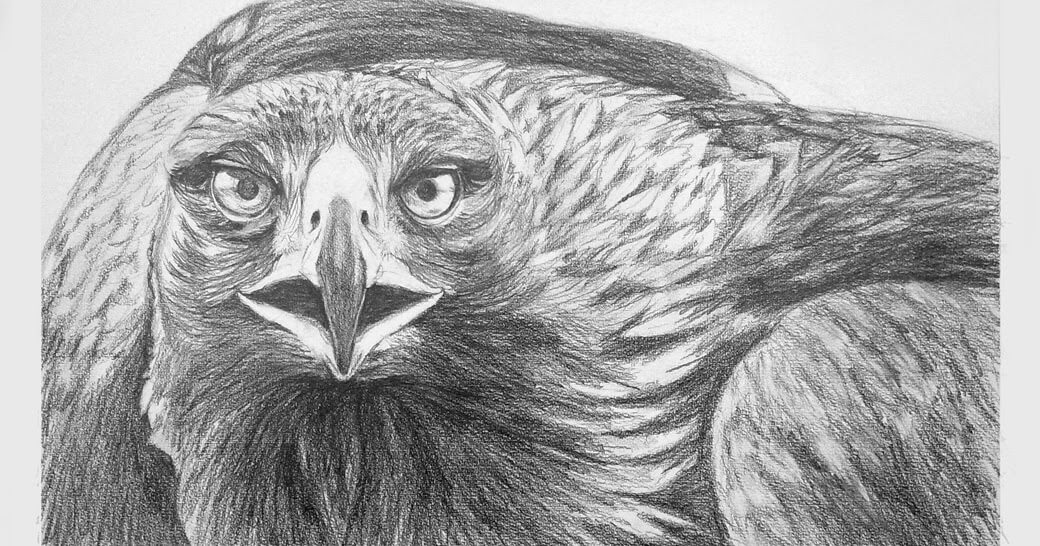 Dibujos de Águilas a Lápiz | Realistas para Imprimir