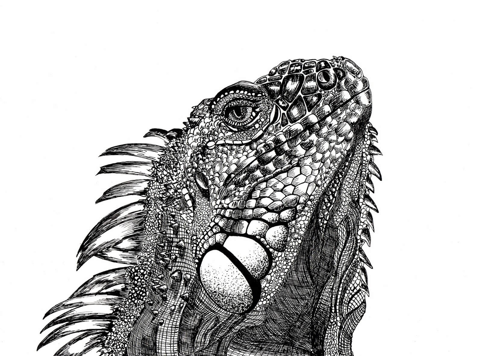Dibujos de Iguanas a Lápiz Realistas & Geniales para Apostar