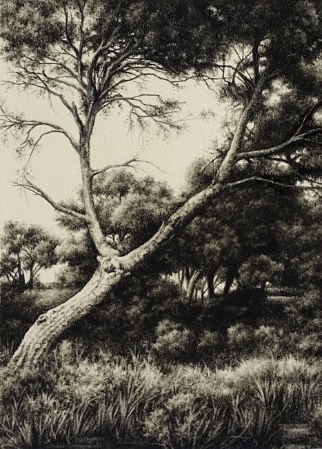 Dibujos de Bosques a Lápiz | Realistas para Imprimir | Muy Fáciles