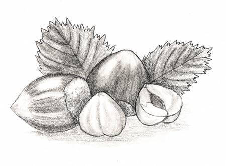 Dibujos de Frutas a Lápiz | Realistas & para Imprimir